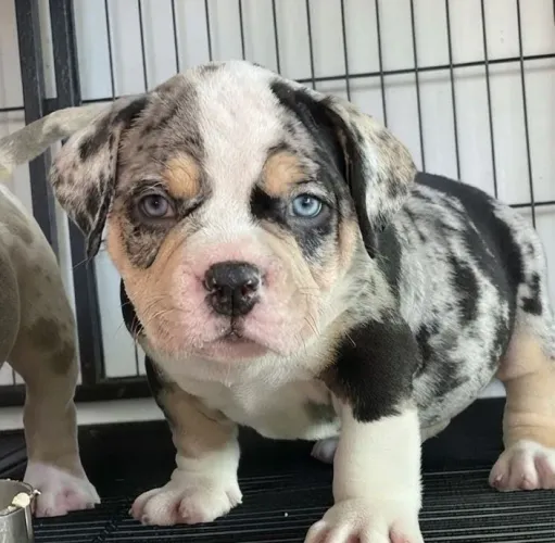 American bully a partir de 1999
