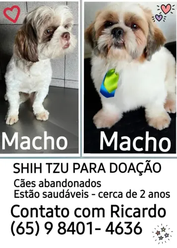 SHIH TZU PARA DOAÇÃO 