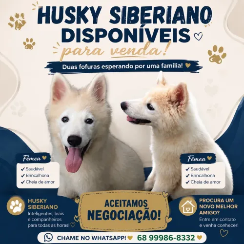 Husky Fêmea 