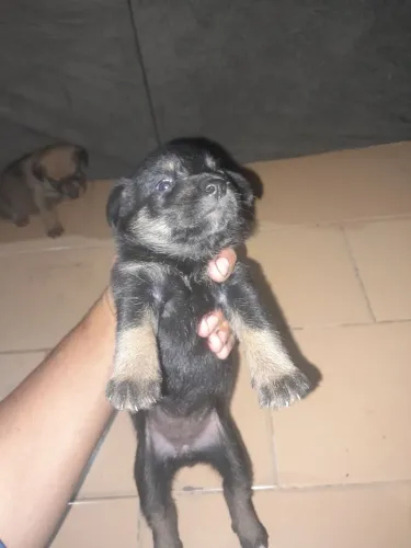 Doação de filhote