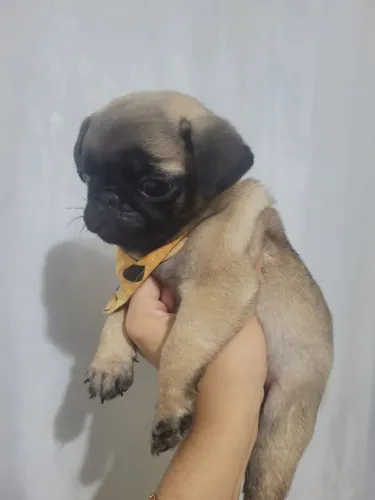 Filhote de Pug Fêmea (2 meses)