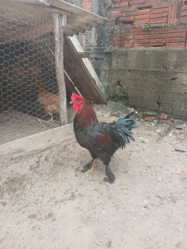 Casal de Brahma
