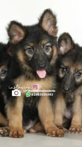 Pastor alemão fêmea Insta gram @filhotesfloresdooriente