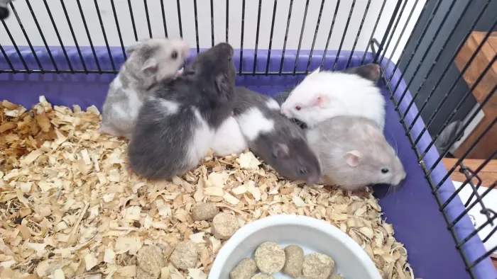 Hamster sírio 