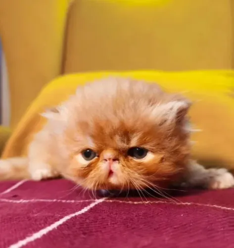 Persa gatinho muito fofo