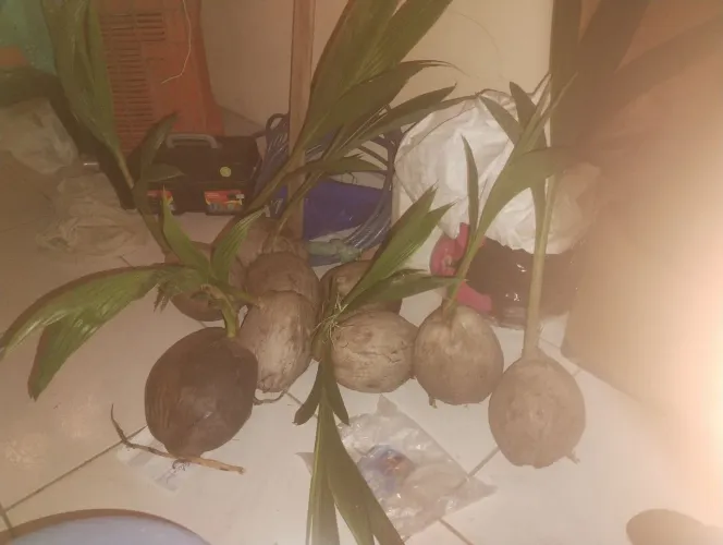 Pés de coqueiro anão