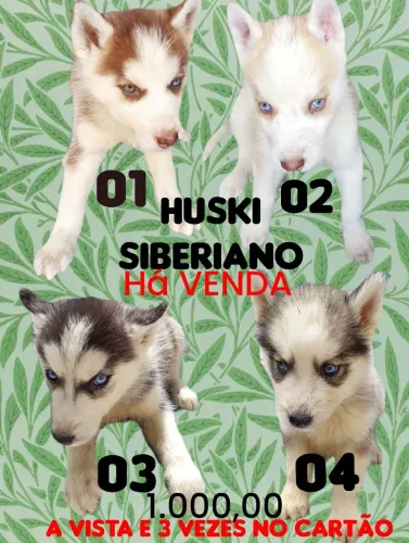 CACHORRO Á VENDA