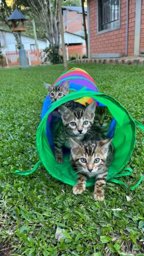 GATOS BENGAL- FILHOTES EXÓTICOS
