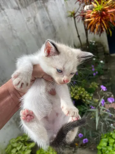 Gata pra adoção 