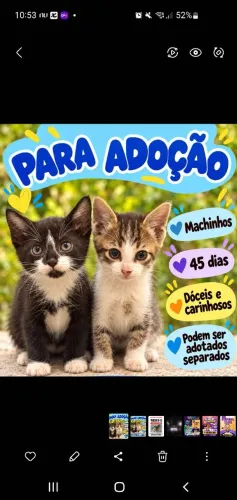 Doação gatinho gato filhote