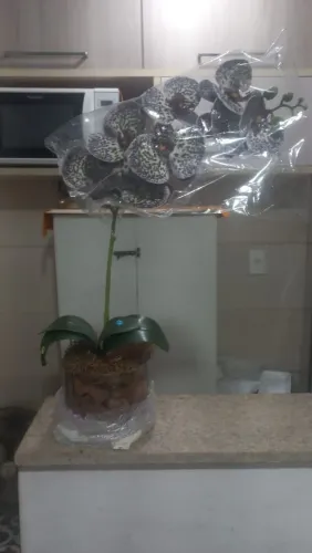 Vendo uma orquídea 