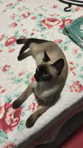 Doação responsável gato siamês