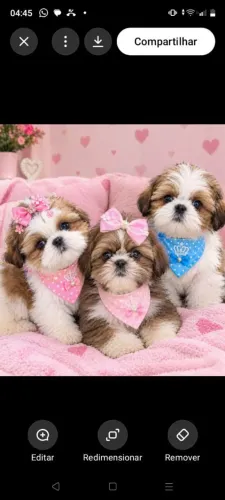 Shihtzu minis legítimos 