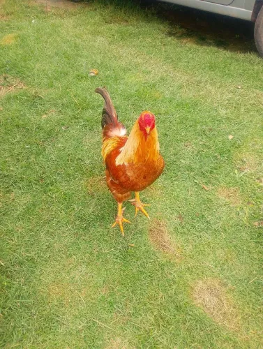 Vendo Aves perus,peruas, galinhas e galos.