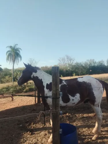 Cavalo pampa 