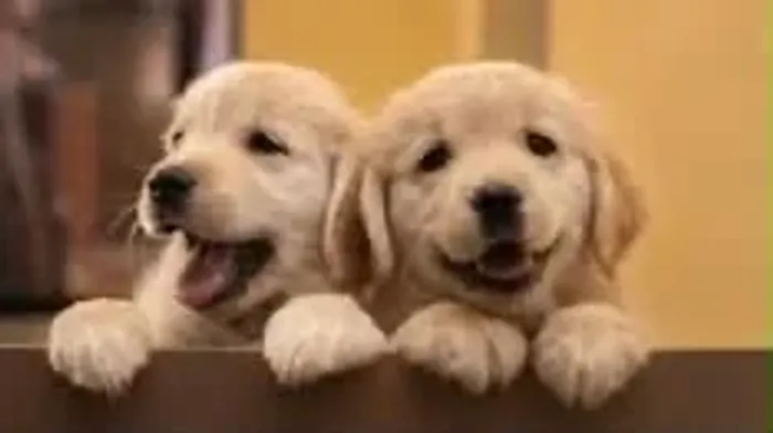 Golden retriever puro