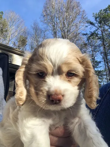 Cocker spaniel lindos filhotes 