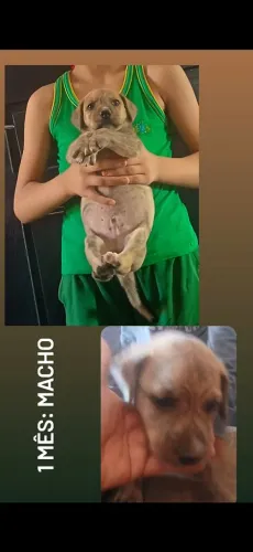 Adoção