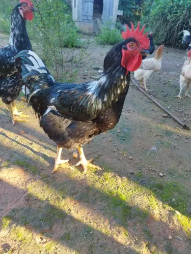 Galos GSB( Galinha sertaneja balão)