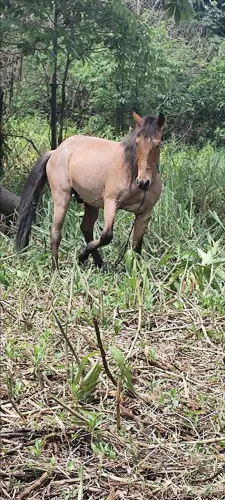 Vendo casal de Equinos 