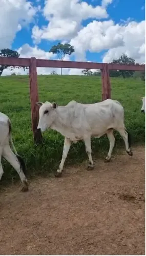 Pra vender sao 19 novilhas, tem uma parida, valor 3.300,