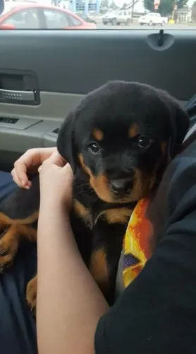 Rottweiler Macho e Fêmea 