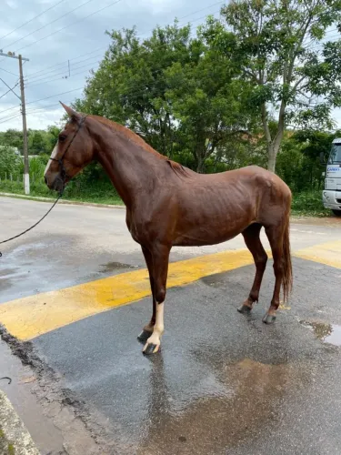Égua mangalarga paulista