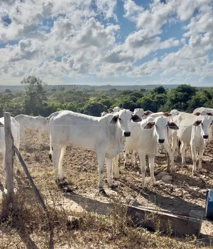 16 Novilhas Nelore