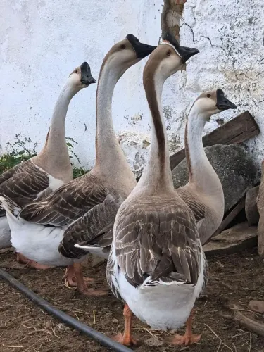 Casal de gansos pardo