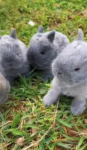 Filhotes de coelhos mestiços