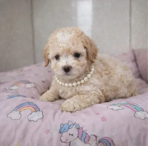 Poodle