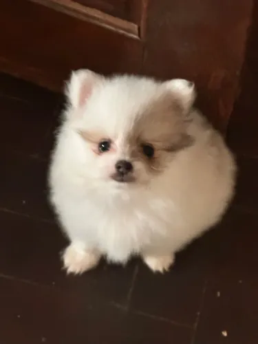 Filhotes Lulu da Pomerania(Spitz alemão)