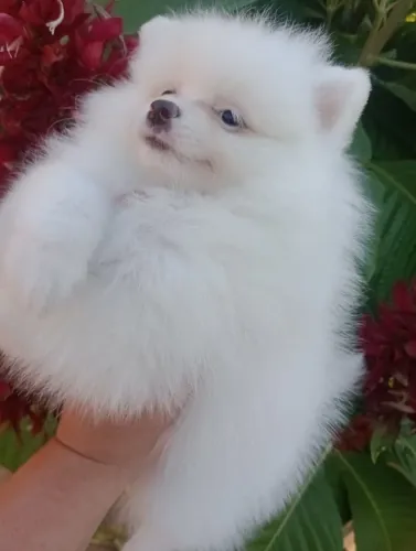 spitz alemão, macho, em 10x com pedigree, entregamos