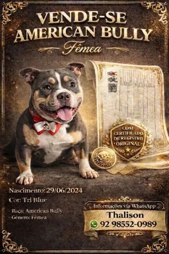 American Bully Pocket 