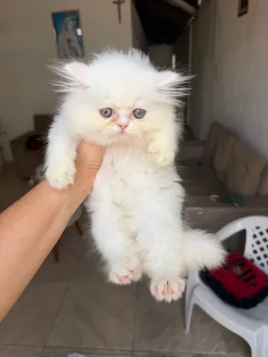 Vendo gata fêmea, branca, raça Persa, vermifugada e vacinada