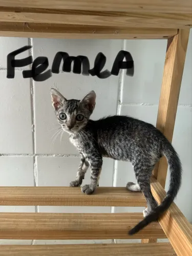 Adoção responsável de gatinha filhote