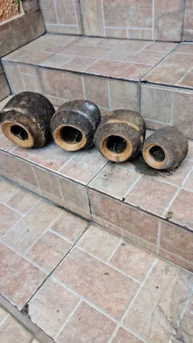 Côco Sapucaia ou Cumbuca de Macaco 