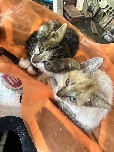 ADOÇÃO DE DOIS FILHOTES DE GATO