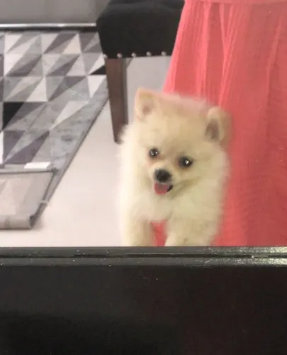 Lulu da Pomerânia 