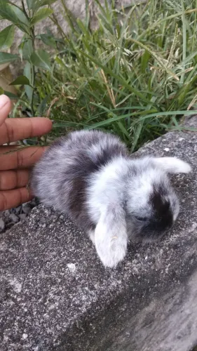 Coelho mini loop Uruguai