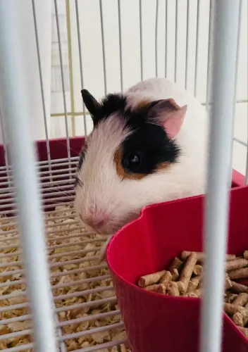 Porquinho da índia 