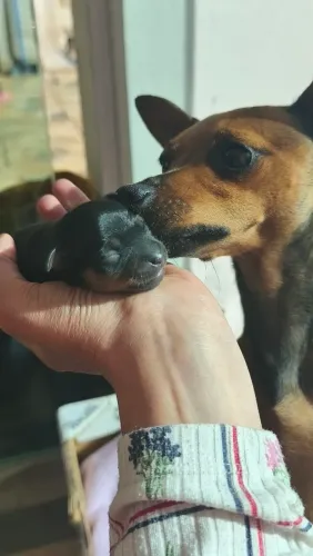 Pinscher pequeno