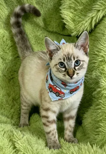 Gato siamês tigrado com 4 meses