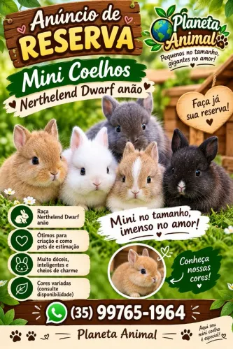 Reserva de Mini coelhos Nerthelend Dwarf anão.