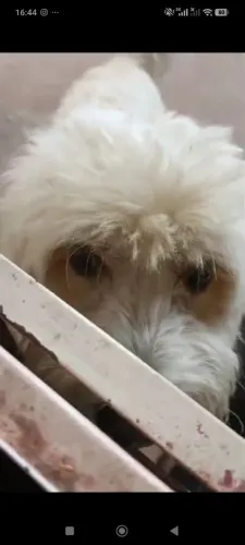 Poodle 