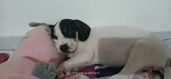 Filhote para adoção