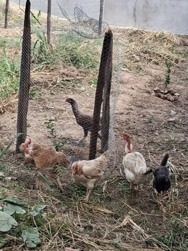 Galinha caipira 