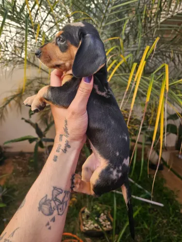 Cofap arlequim (Salsichinha) fêmea
