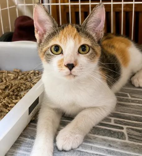 Gata jovem MUITO CARINHOSA castrada e Vacinada