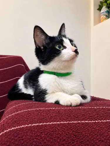 Gata